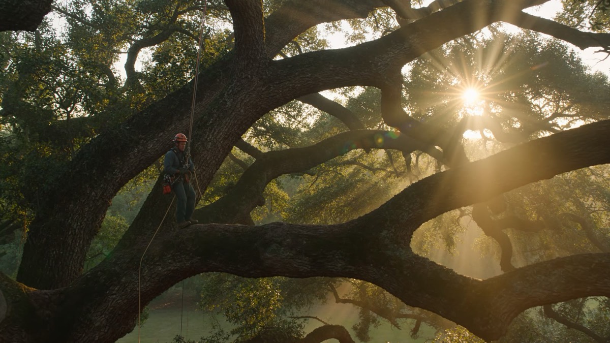 A climber on ropes working high in the spreading canopy of a live oak, backlit by low sun.