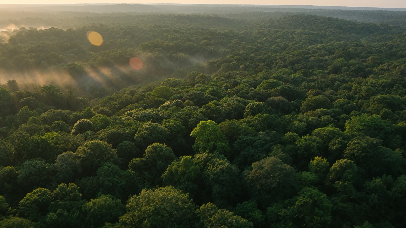 Aerial view across an unbroken hardwood canopy at sunrise, with mist in the low ground.
